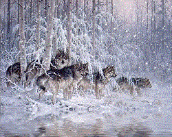 vlk.gif